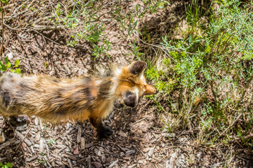 spring mother red fox from above
