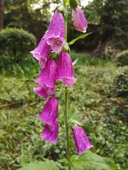 Digitalis purpurea, foxglove, poisonous and toxic flower.