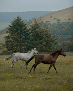 Horses running in the field