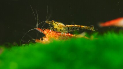 Shrimp in freshwater aquarium. Neocaridina davidi or Rili shrimp.