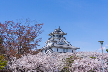 滋賀長浜豊公園の桜
