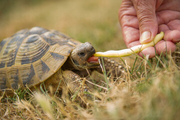 the turtle eats the pod