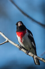 evening grosbeak in trees 