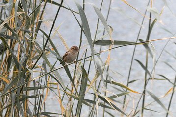 Sparrows sit on the stalks of reeds in the thickets at the city pond