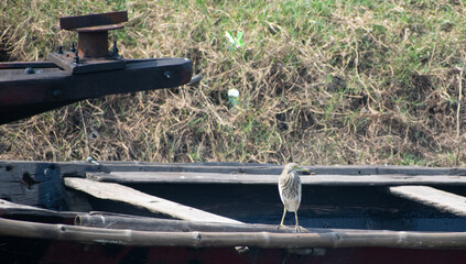 Birds in chilika Lake