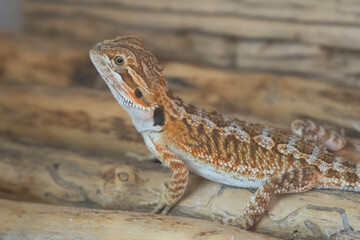 Baby of bearded agama dragon is sitting on log in his terrarium and looking at camera, side view. Exotic domestic animal, pet. The content of the lizard at home. Eating cockroach.