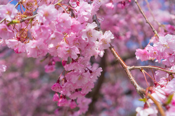 滋賀長浜豊公園の桜