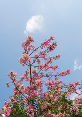 pink silk floss tree flower isolated on blue sky background