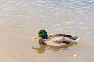 Young mallard duck swims on the water of the city pond