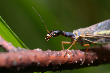 Head of the snakefly sitting on the tree branch