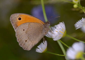 Butterfly small heath sitting on a white field chamomile flower
