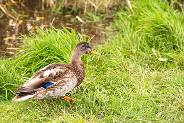 Young mallard duck that has not become overgrown is walking on the green grass on the bank of the city pond