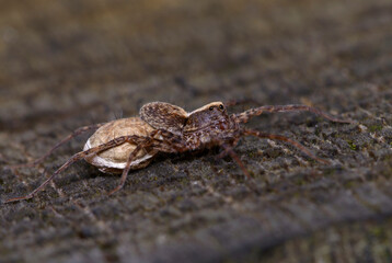Small brown spider guarding its cocoon