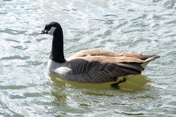 Canadian goose on the water. High quality photo