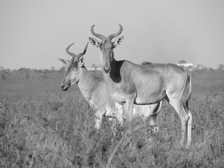 Naklejka na ściany i meble Nairobi National Park-Antelope