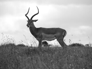 Antelope-Nairobi National Park