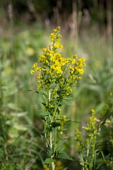 Common goldmine, or Golden Horn (Latin Solidago virgаurea) blooms in summer in its natural environment.