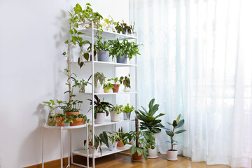 Collection of beautiful tropical plants on white shelf. Different modern indoor plants for interior decoration.