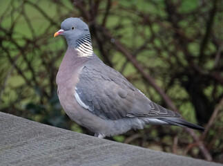 Woodpigeon looking for food in winter in urban house garden.