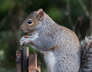 Grey squirrel feeding on peanuts from box in urban house garden.