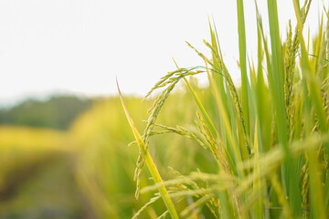 The rice plants on the farm were growing and the time of harvest was approaching. Rice is the staple food of Asian people. And is a plant that is non-toxic, safe for consumption