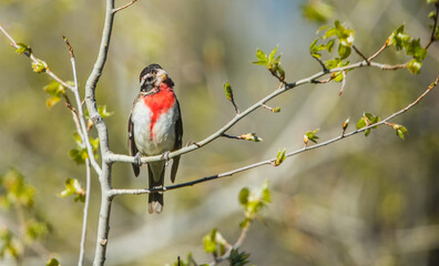 evening grosbeak in trees 