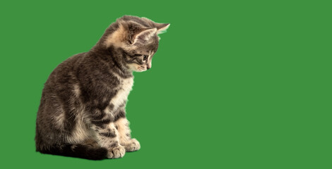 Obraz premium Small tabby kitten look side on green background on copy space. Gray cat isolated on color background. Long web banner with copy space