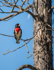 evening grosbeak in trees 