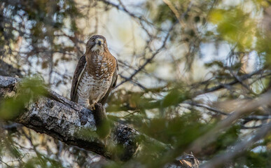 coopers hawk feeding on mouse