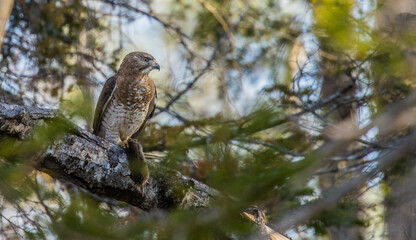 coopers hawk feeding on mouse