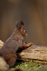 squirrel in the park