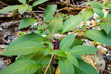 A beautiful plant growing on a stone