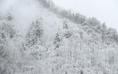 Snow covered trees in winter