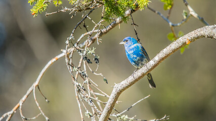 Indigo bunting in trees