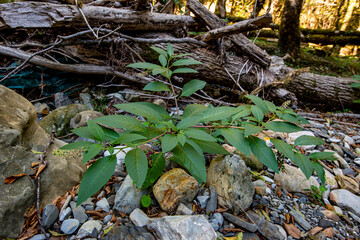 A beautiful plant growing on a stone