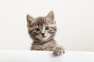 Kitten head with paw up peeking over blank white sign placard. Pet kitten curiously peeking behind white banner background with copy space. Tabby baby cat showing placard template.
