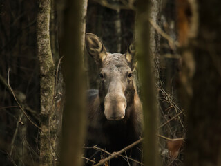 Fototapeta premium wild moose in the autumn forest 