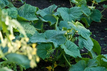 Home grown of cucumber vine.