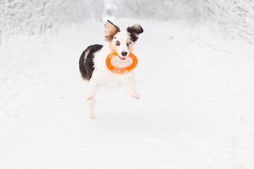 Australian shepherd runing and playing with puller. winter.