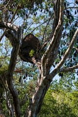 Fototapeta na wymiar Termitenbau im Baum auf Kuba