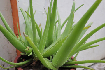Aloe vera in clay pot