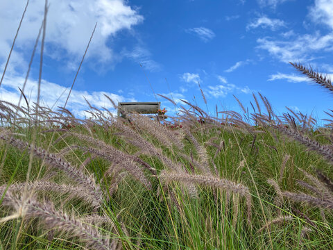 The meadow grass under the sky at Doi Mon Jam hill, one of the atrractive viewpoint of ChiangMai, Thailand