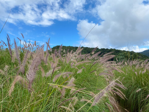 The walk path in the grass meadow flower on the Doi Mon Jam hills, ChiangMai, Thailand