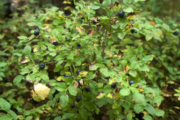 Blueberries in wild forest on green bushes, closeup view. Raw and organic ingredients for healthy dessert and food. Collecting season berries in forest.
