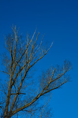 Fototapeta na wymiar Trees with blue sky backround