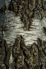 birch bark structure background tree