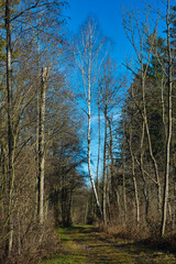 tree trail with birch and blue sky