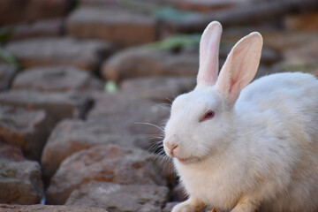 beautiful rabbit, Close-up of a white Rabbit