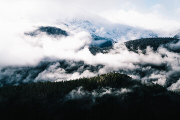 Winter forest with green spruces