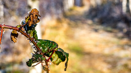 zmarznięte i zwiędnięte liście, zima w górach © Franciszek